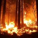 Forrest Fires